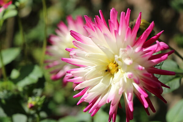 Flower (Photo by Matthew Brown)