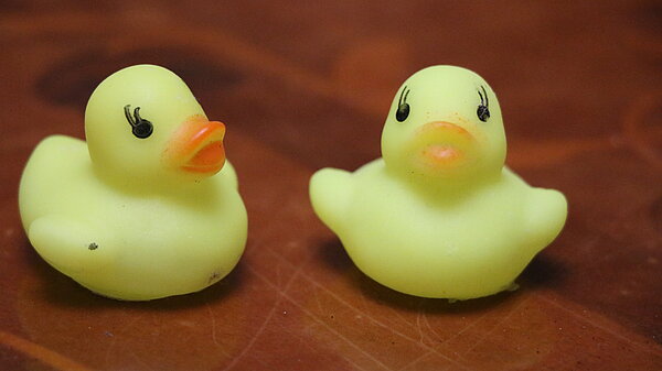Phile the pothole duck